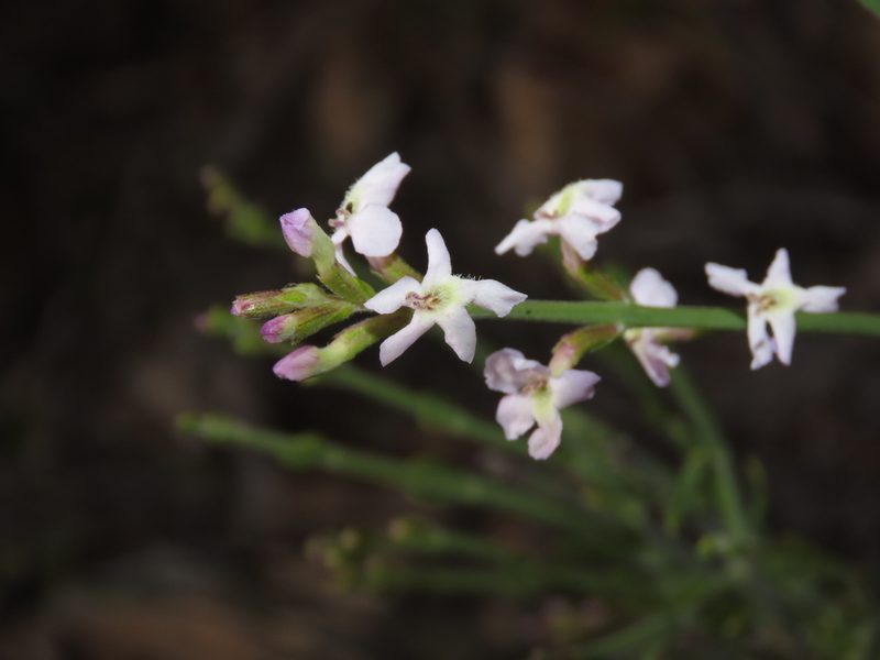 Mulguraea cinerascens, photographed by Nicolás Lavandero