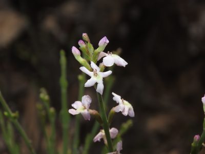 Mulguraea cinerascens, photographed by Nicolás Lavandero