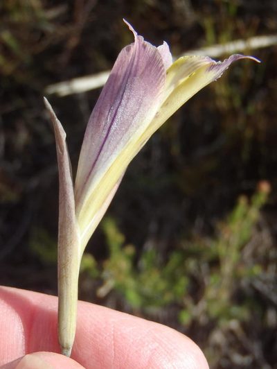 Gladiolus mutabilis, photographed by Nicola van Berkel