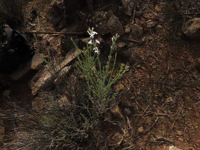 Mulguraea cinerascens, photographed by Nicolás Lavandero