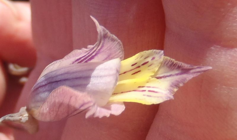 Gladiolus mutabilis, photographed by Nicola van Berkel