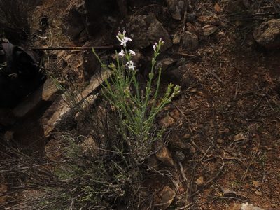 Mulguraea cinerascens, photographed by Nicolás Lavandero
