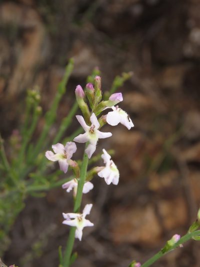Mulguraea cinerascens, photographed by Nicolás Lavandero