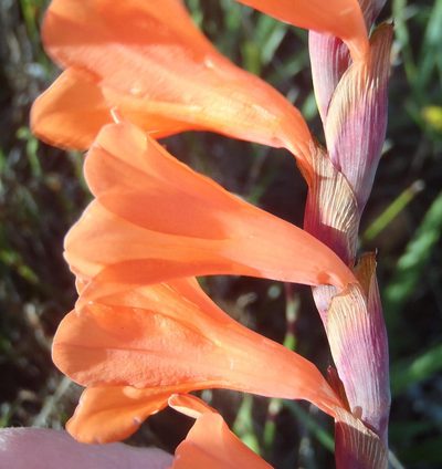 Watsonia laccata, photographed by Nicola van Berkel