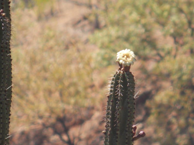 Stenocereus montanus, photographed by Alejandro Sigala Chávez