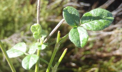 Afrolobium swartbergense, photographed by Nicola van Berkel