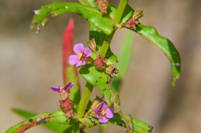 Ammannia coccinea, photographed by Jay Pruett