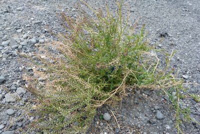 Lepidium africanum, photographed by Colin Meurk