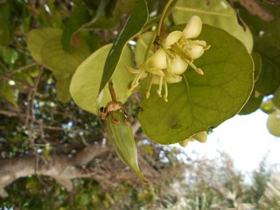 Brexia madagascariensis, photographed by Caroline Voget