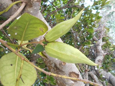 Brexia madagascariensis