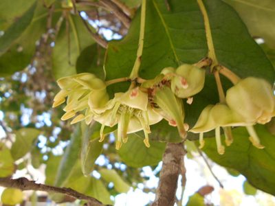 Brexia madagascariensis, photographed by Caroline Voget