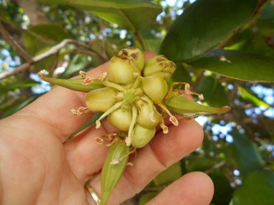 Brexia madagascariensis, photographed by Caroline Voget