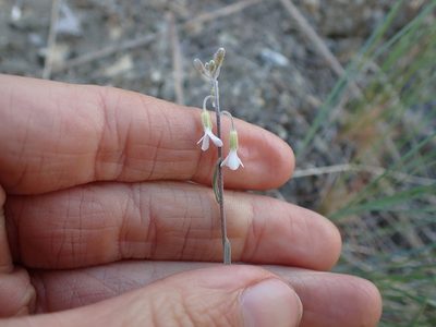 Boechera polyantha, photographed by Ellyne Geurts