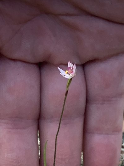 Caladenia alata, photographed by Geoff Shuetrim