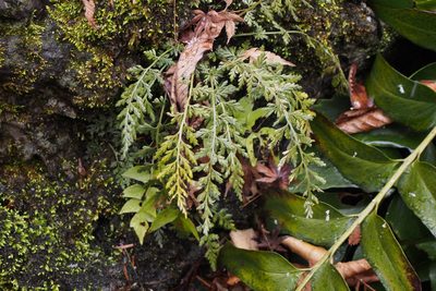 Asplenium sarelii, photographed by harum.koh