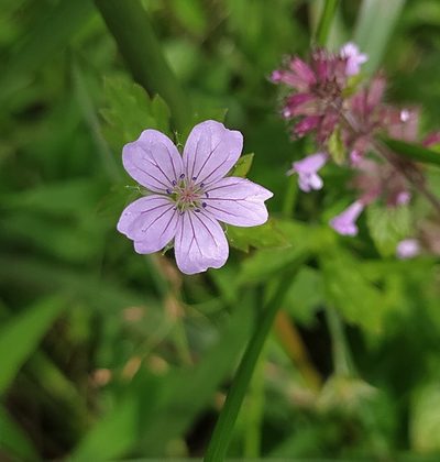 Geranium nepalense, photographed by PRIYA RAUTELA