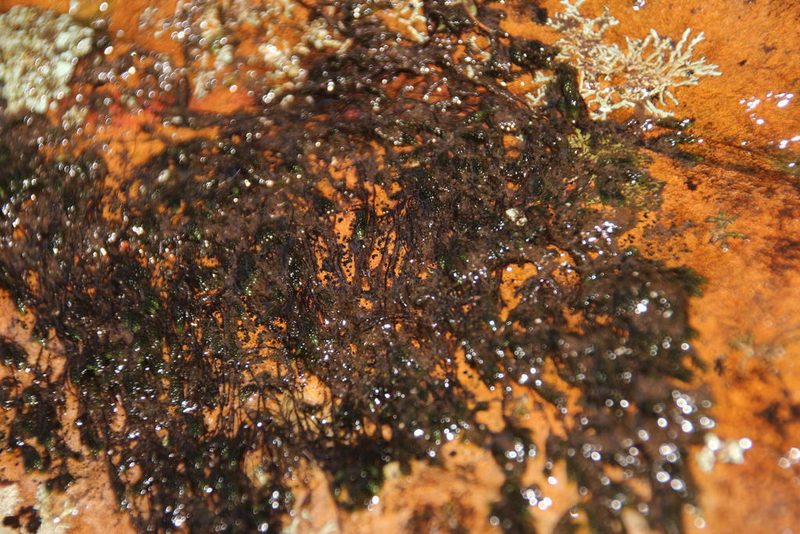 Rhacocarpus rehmannianus, photographed by Tony Rebelo