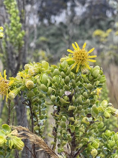 Pentacalia arbutifolia, photographed by Diego F. Cisneros-Heredia
