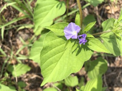 Jacquemontia tamnifolia, photographed by 黃美滿