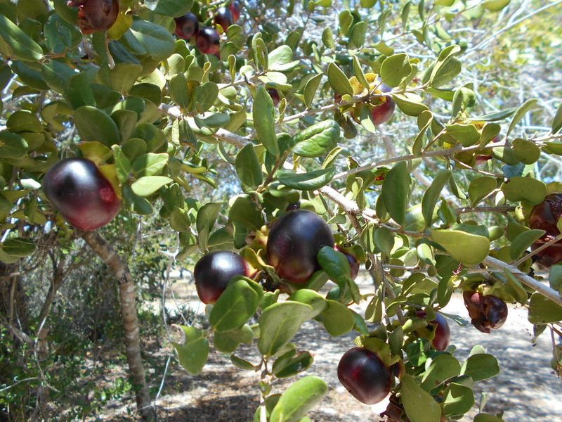 Diospyros rotundifolia, photographed by Caroline Voget