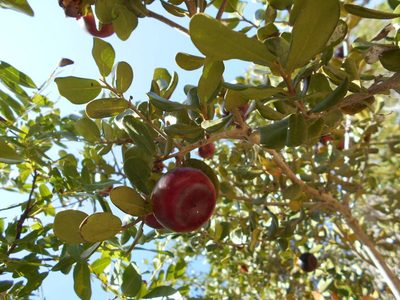 Diospyros rotundifolia, photographed by Caroline Voget