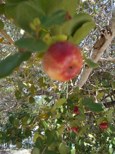 Diospyros rotundifolia, photographed by Caroline Voget