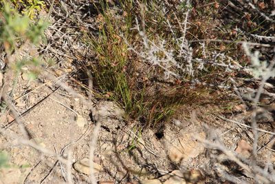 Ficinia overbergensis, photographed by Tony Rebelo