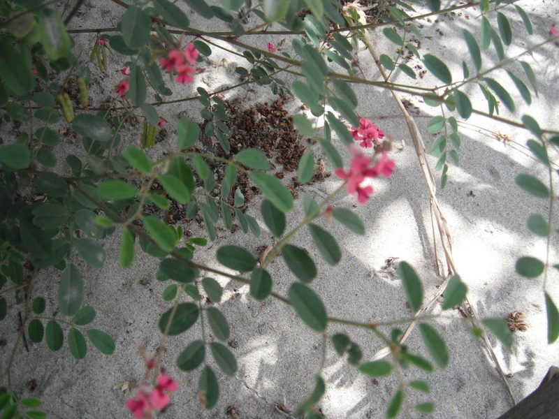 Indigofera vicioides, photographed by Caroline Voget