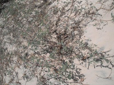 Indigofera vicioides, photographed by Caroline Voget
