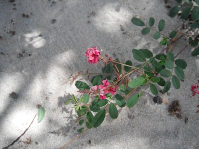 Indigofera vicioides, photographed by Caroline Voget