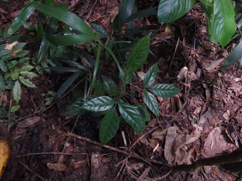 Polyscias diversifolia, photographed by Samuel Lee
