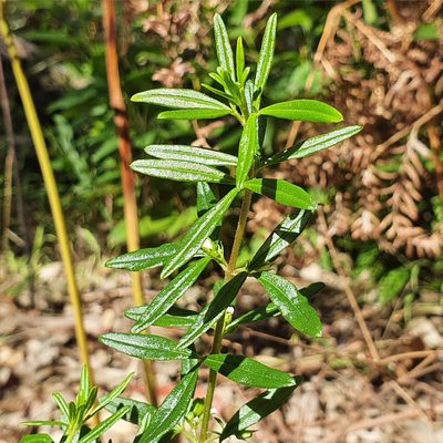 Zieria pilosa, photographed by ronavery