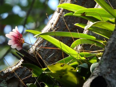 Bulbophyllum lepidum, photographed by Samuel Lee