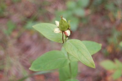 Hypericum ascyron, photographed by Alexander Dubynin