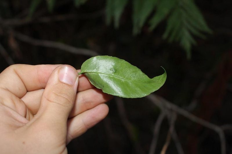 Maytenus cordata, photographed by Brian du Preez