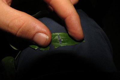 Maytenus cordata, photographed by Brian du Preez