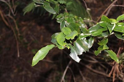 Maytenus cordata, photographed by Brian du Preez