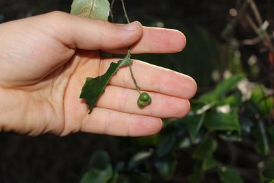 Maytenus cordata, photographed by Brian du Preez