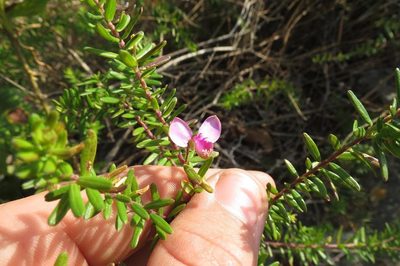 Polygala gazensis, photographed by Brian du Preez
