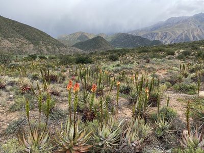 Aloe microstigma, photographed by Dave U