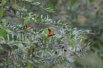Bossiaea rupicola, photographed by Greg Tasney