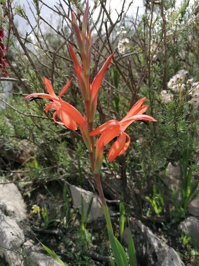 Watsonia spectabilis, photographed by Paul Emms