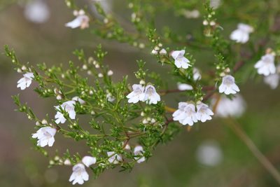 Prostanthera nivea, photographed by Greg Tasney