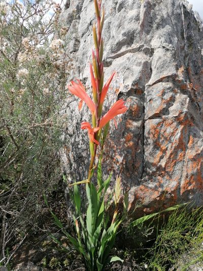 Watsonia spectabilis, photographed by Paul Emms