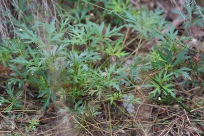 Trachymene procumbens, photographed by Greg Tasney
