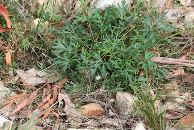 Trachymene procumbens, photographed by Greg Tasney