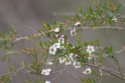 Leptospermum variabile, photographed by Greg Tasney