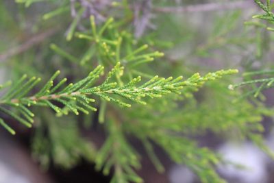 Brunia trigyna, photographed by Brian du Preez