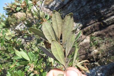 Brachylaena glabra, photographed by Brian du Preez
