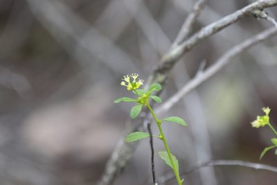 Monotaxis macrophylla, photographed by Greg Tasney